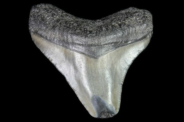 Juvenile Megalodon Tooth - Georgia #75452
